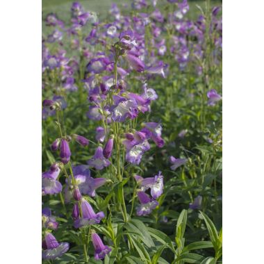 Penstemon Alice Hindley