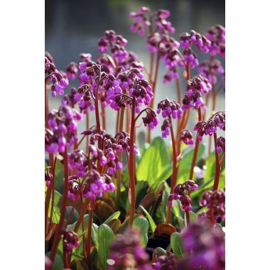 Bergenia cordifolia 'Winterglut' (Winter Glow) - Elephant Ears