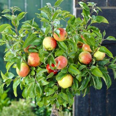 Patio Fruit Tree - Compact Apple 'Braeburn' Tree