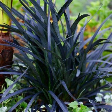 Ophiopogon planiscapus Nigrescens - Black Ornamental Grass Ophiopogon nigra