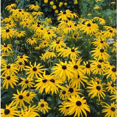 Rudbeckia fulgida ''Goldsturm'' - Golden Cone Flower - Black Eyed Susan