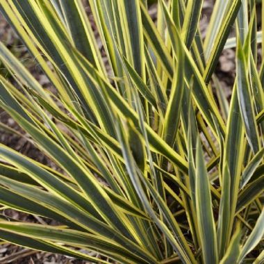 Yucca Bright Edge - Variegated Adams Needle