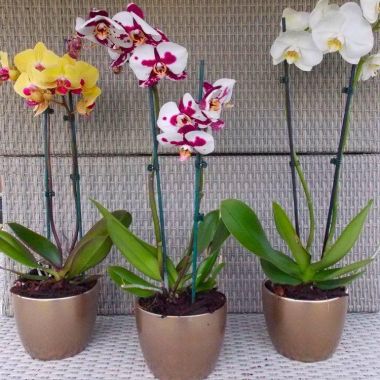 Luxury Phalaenopsis - Pack of THREE Moth Orchids in Assorted Colours