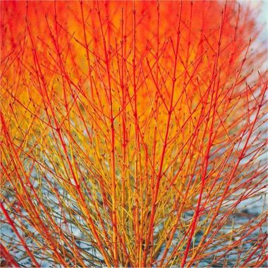 Cornus Midwinter Fire - Winter Beauty Dogwood - Pack of Three