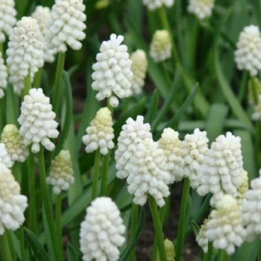 White Grape Hyacinths - Muscari aucheri White Magic