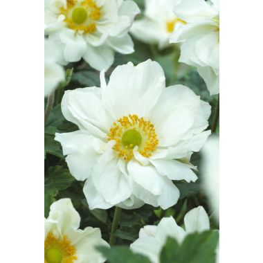 Anemone x hybrida 'Whirlwind' - Japanese Anemone