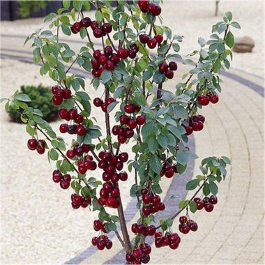 Patio Fruit Tree - Compact Black Cherry 'Stella Compact' Tree
