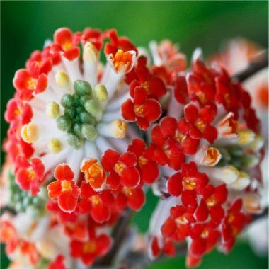 Edgeworthia chrysantha Red Dragon