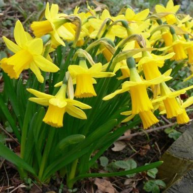 Tete a Tete Dwarf Daffodils - Pack of 50 Bulbs