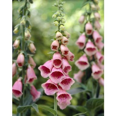 Digitalis x mertonensis - Crushed Strawberries - Foxgloves