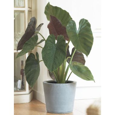 Alocasia wentii - Giant Elephant Ears