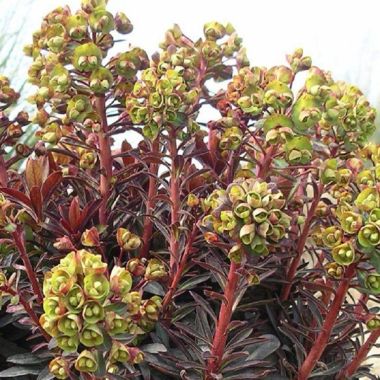 Euphorbia Blackbird