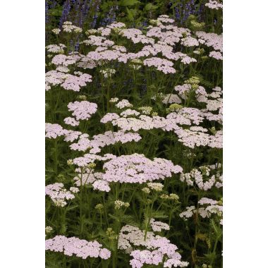 Achillea millefolium Lilac Beauty - Yarrow