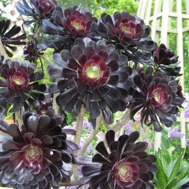 Aeonium arboreum 'Zwartkop' with white display pot