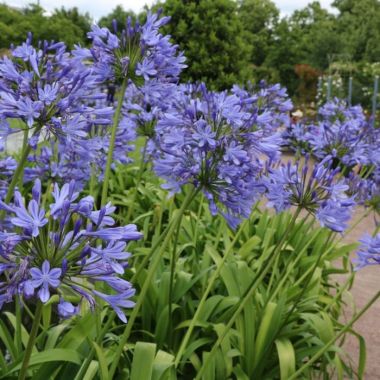 Agapanthus africanus Blue Umbrella - Blue Lily of the Nile