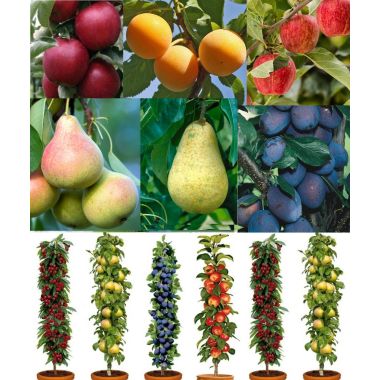 Grow Your Own Fruit Trees - The Autumn Abundance Orchard Bundle - 5 Different Trees