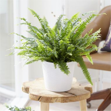 Large Boston Fern in White Display Pot