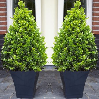 SPECIAL DEAL - Pair of Premium Quality Topiary Buxus PYRAMIDS with stylish contemporary Flared SLATE BLACK Planters
