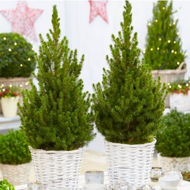 Pair of circa 70cm Contemporary Christmas Trees in Festive Baskets