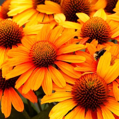 Echinacea Prima Saffron - Rich Egg yolk shaded Blooms