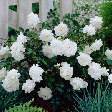 Ground Cover Fairy Rose White