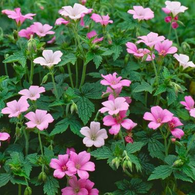 Geranium × oxonianum 'Wargrave Pink'