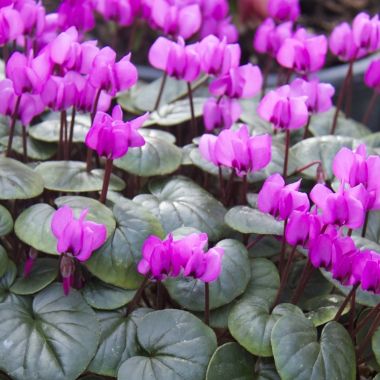 Hardy Cyclamen Coum Pink Flowering Plants in Bud & Bloom