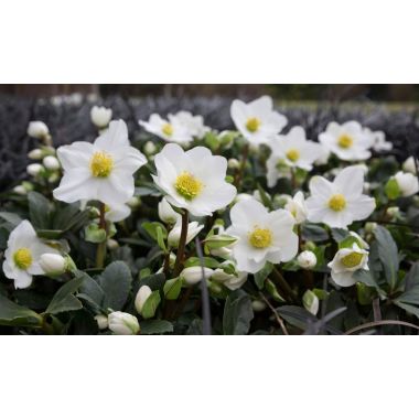 Helleborus niger - White Hellebore in Bud - Pack of SIX Plants