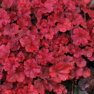 Heuchera Cherry Cola