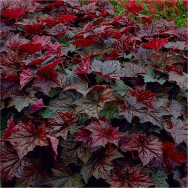 Heuchera Palace Purple - Crimson Coral Bells - Pack of THREE Plants