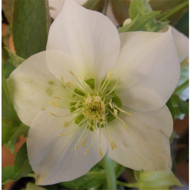 Helleborus orientalis 'Iced Lime' - Hellebore - NEW & EXCLUSIVE