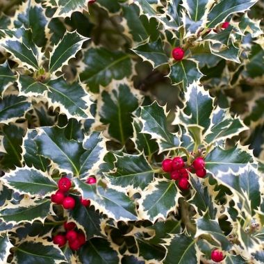 Ilex aquifolium Handsworth New Silver - Variegated Female Holly