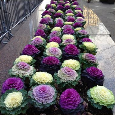 Colourful Brassica Cabbage Selection - Pack of THREE Plants