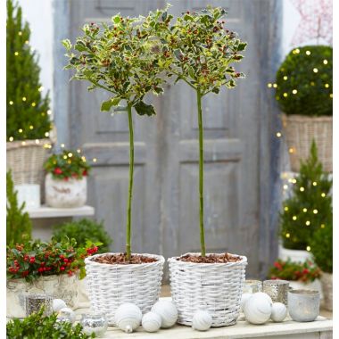 PAIR of Festive Patio Holly Trees 'Argentea Varigata' with Planter Baskets