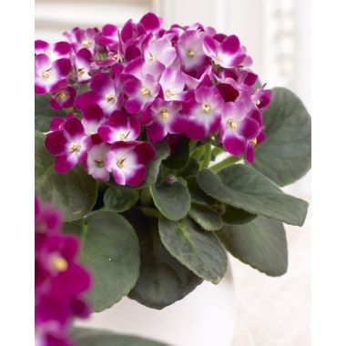 Large Saintpaulia African Violet Plant - Trendy Red Bicolour in White Display Pot