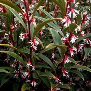 Sarcococca hookeriana 'Purple Stem'