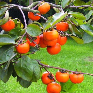 Hardy Sharon Fruit Tree - Diospyros kaki - Grow your own Persimmons!