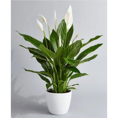 Large Spathiphyllum 'Alana' - Peace Lily in White Display Pot