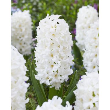 White Hyacinths in Bud