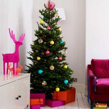 PRE-ORDER: Nordmann Fir Christmas Tree - Fresh Cut Non-Drop Luxury Tree (approx 6-7ft)  + Delivered 25th Nov to 1st Dec +