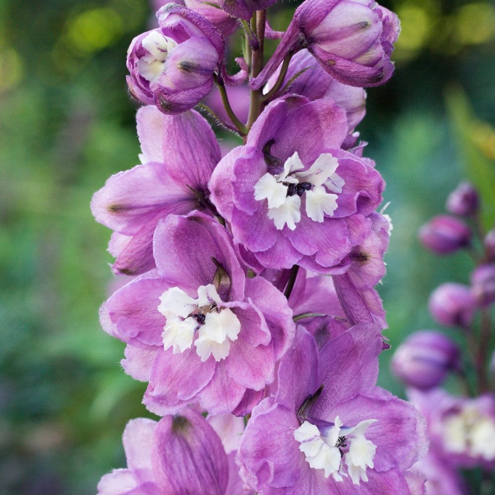 Delphinium Magic Fountain Cherry Blossom