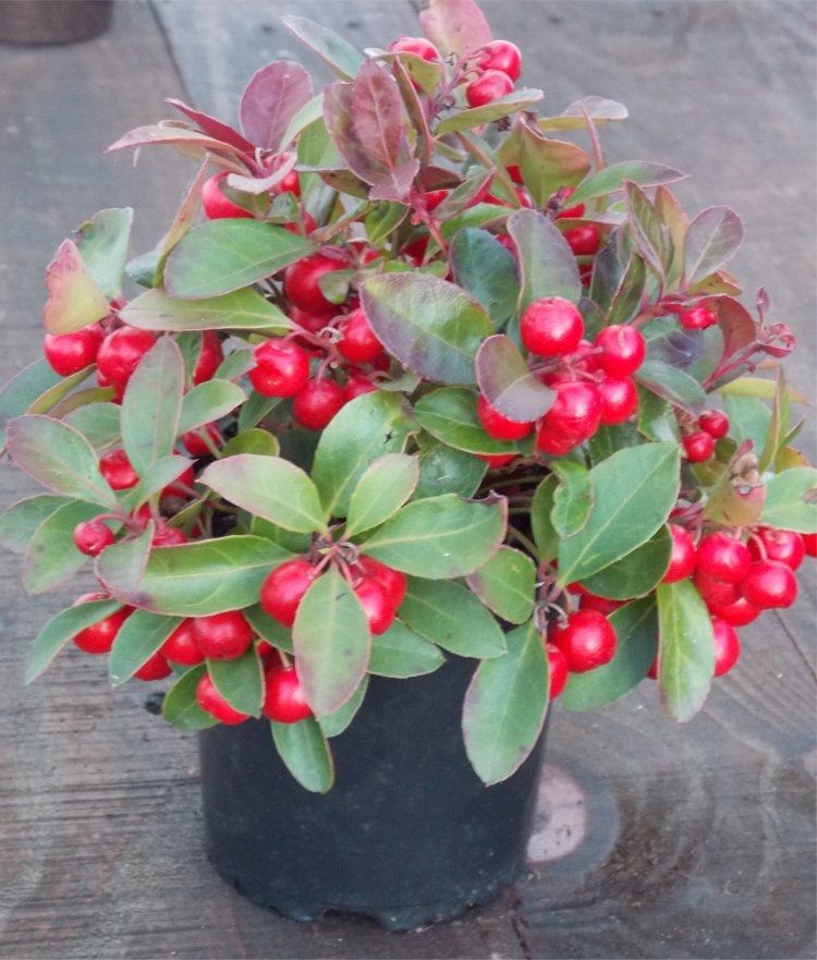 Vaccinium corymbosum Pink Lemonade Plants for the Patio or Garden - Pack of  THREE Pink Berry Plants