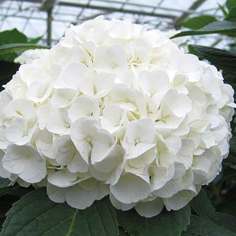 Shops White and Cream Hydrangea Fascinator with Pearls Ref;AW26