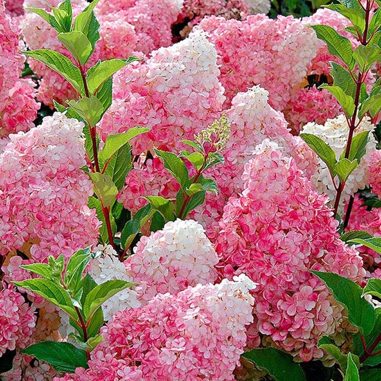 28+ Strawberries And Cream Hydrangea Plant