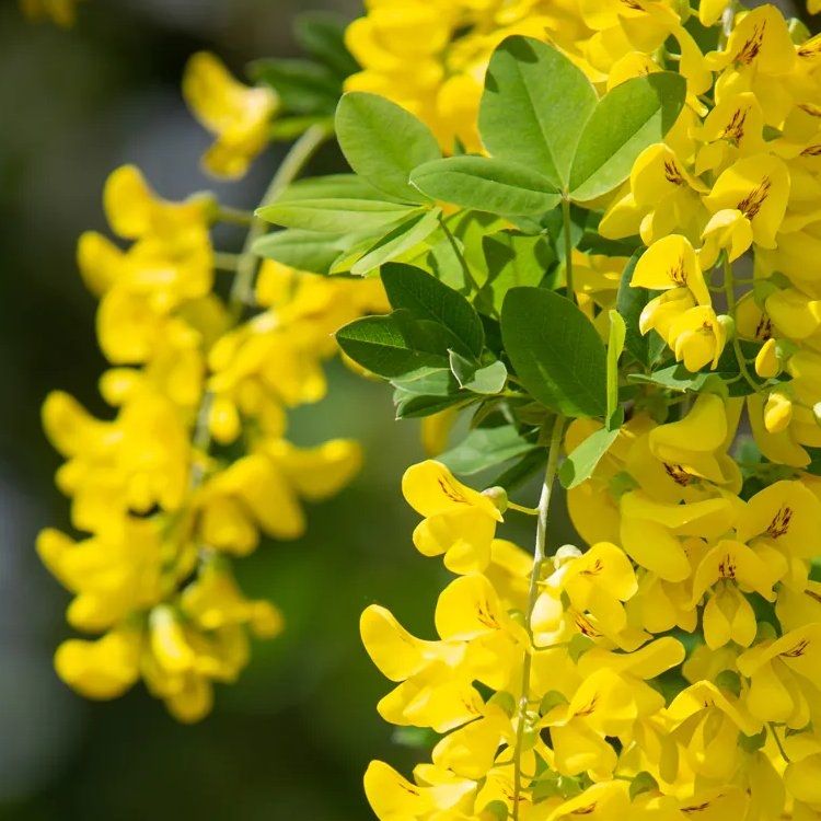 Laburnum (golden chain) trees and purple alliums in bloom at