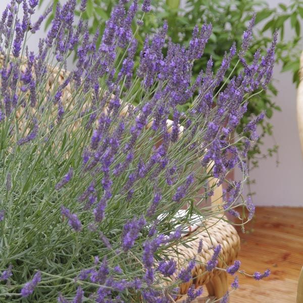 Lavender 'Phenomenal