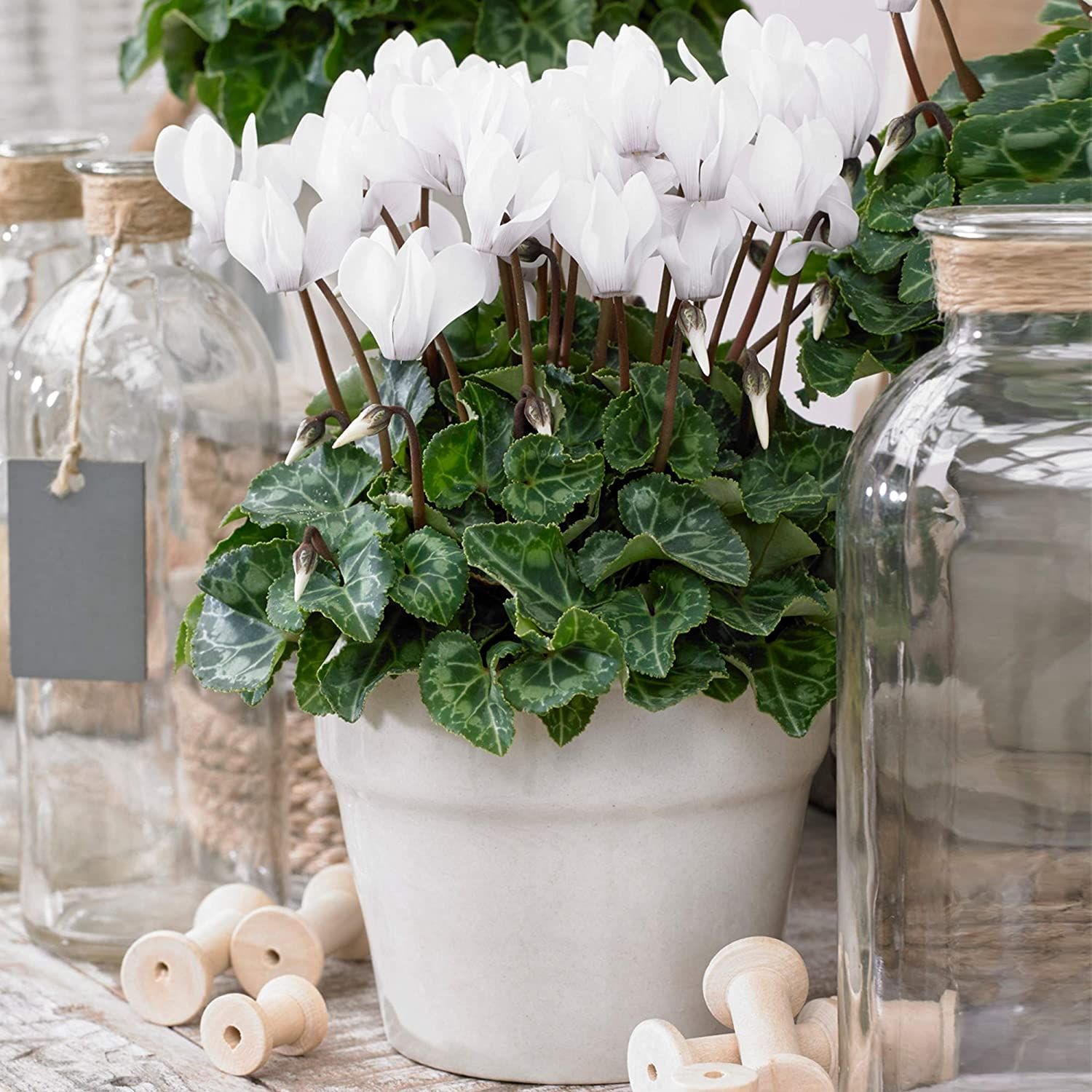 White cyclamen on sale