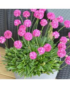 Armeria Dremeria Dreamland