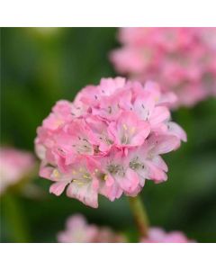 Armeria Dremeria Day Dream