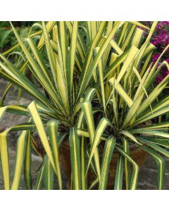 Yucca Colour Guard - Variegated Adams Needle - Large